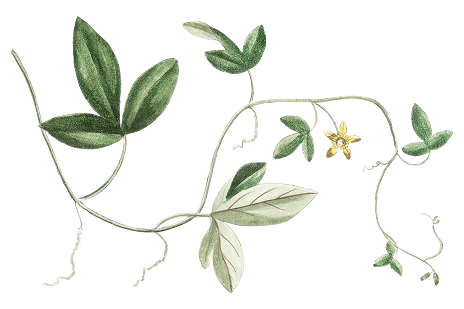 Ornament